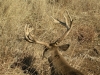 Kansas Deer